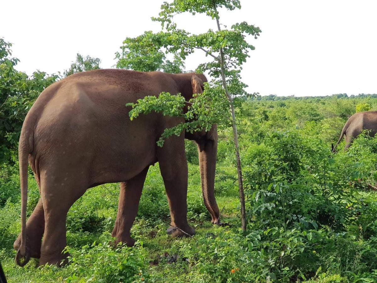 Elephant Paradise Safari Bungalow Udawalawe Exterior photo